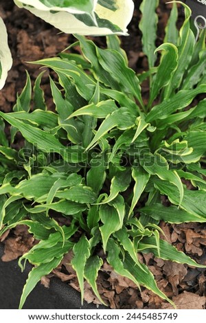 Small-sized variegated twisted green-leaved with narrow yellow edges Hosta Electrocution grows on an exhibition in May Royalty-Free Stock Photo #2445485749