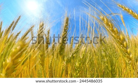 Wheat field wheat autumn and blue sky wheat barley harvest microcosm photography