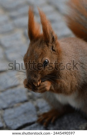 Ore squirrel eating a nut. In park. Closeup, portrait.