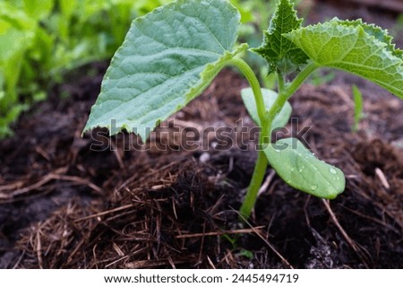 Cucumber plant grow in greenhouse. Nature background from green leaves cucumbers for a poster, calendar, post, screensaver, wallpaper, postcard, banner, cover, website. High quality photography