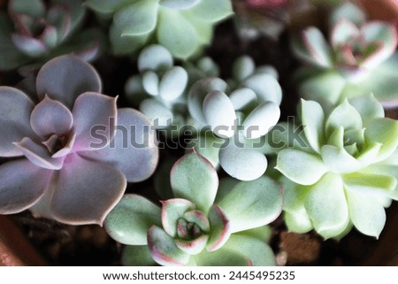 Succulent rosettes, selective focus. Composition of colorful echeveria plants for a poster, calendar, post, screensaver, wallpaper, postcard, banner, cover, website. High quality photography