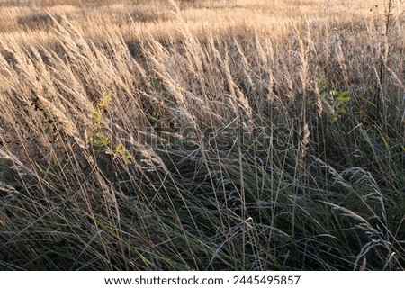 Autumn background from mown dry grass. Landscape of a beveled meadow for publication, poster, calendar, post, screensaver, wallpaper, postcard, cover, website. High quality photography