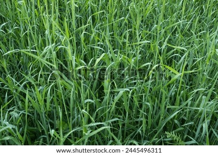 Background from green grass. The texture of the fresh green grass, close up. Field of bright green grass for post, screensaver, wallpaper, postcard, poster, banner, cover, website. High quality photo