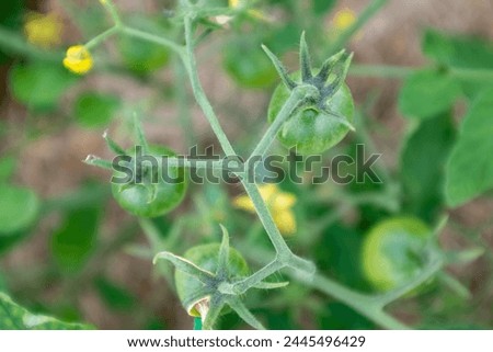 Yellow tomato flowers and young green tomatoes, close up. Growing tomatoes for publication, poster, screensaver, wallpaper, postcard, banner, cover, post, website. High quality photography
