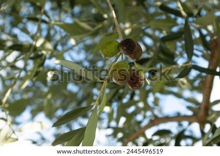 Ripening olives grow on the branch, close-up. Olive tree background for publication, design, poster, calendar, post, screensaver, wallpaper, postcard, banner, cover, website. High quality photography