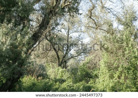 Landscape with Loch tree. Background with silver wild olive for publication, design, poster, calendar, post, screensaver, wallpaper, postcard, banner, cover, website. High quality photography