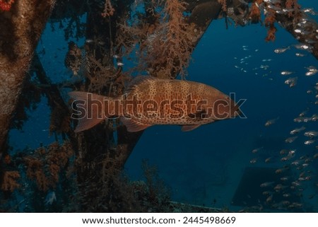 Fish swimming in the Red Sea, colorful fish, Eilat Israel
