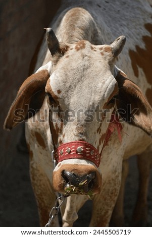 A beautiful cow picture for cow lovers