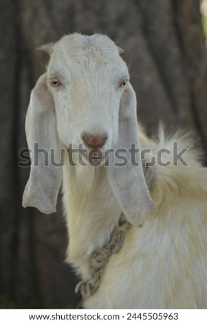 A beautiful White GOAT picture 