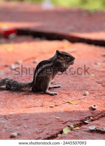 The palm squirrel is about the size of a large chipmunk, with a bushy tail slightly shorter than its body 