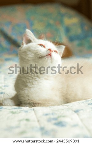 Cats Wallpaper cat picture Cute cat white cat