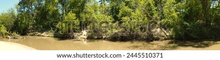 This is a panoramic picture of a small river, flowing through a forest.