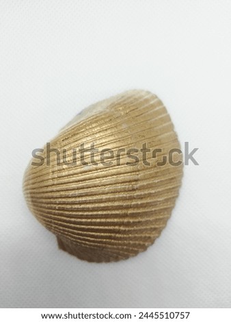 Gorgeous sea shell isolated on a clean background, perfect for versatile use in your design projects and stock photography needs.