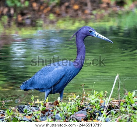 Little Blue Heron in pond Royalty-Free Stock Photo #2445513719