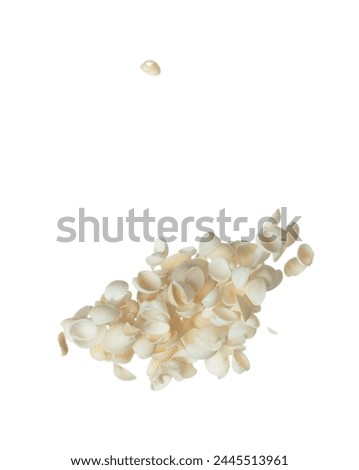 Seashell fall splashing in air. sea shell explosion flying, abstract cloud fly. Many Small white Seashell scatter in many group. White background isolated high speed shutter freeze motion