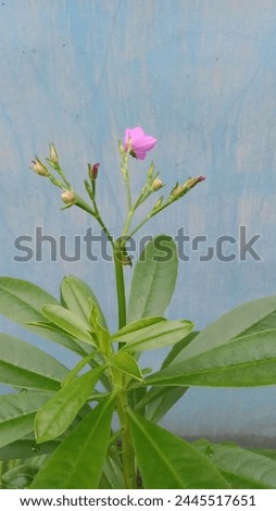 pink flowers with green leaves in a flower pot with a blue wall background, good as an ornamental plant or home decoration, photo taken in the morning outside.