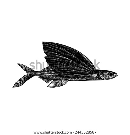 Flying Fish hand drawing vector isolated on white background.