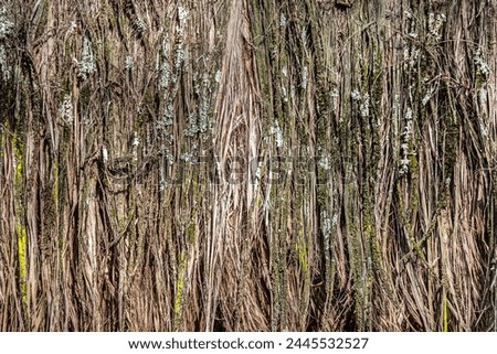 Bark pattern is seamless texture from tree. For background wood work, Bark of brown hardwood, thick bark hardwood, residential house wood. nature, trunk, tree, bark, hardwood, trunk, tree, trunk Royalty-Free Stock Photo #2445532527