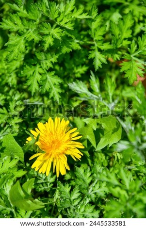 photo of yellow flower, dandelion