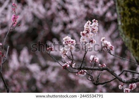 Pink red Plum blossoms are fully blooming quietly