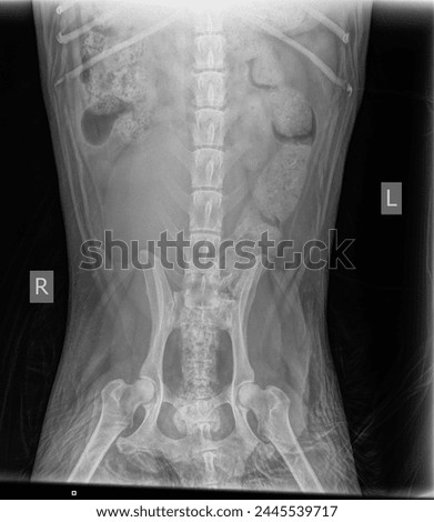 X-ray of the chest and abdominal cavity of a dog with spinal disease spondylosis, changes in the processes of the spine, ostiophytes. Age-related diseases of dogs. Royalty-Free Stock Photo #2445539717