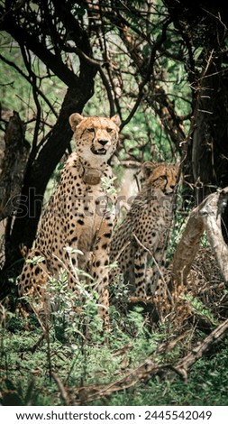 A female cheetah with its cub, sitting under the trees, at Dinokeng Game Reserve, Gauteng, South Africa.