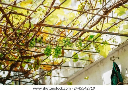 grape plant with trailing leaves Royalty-Free Stock Photo #2445542719