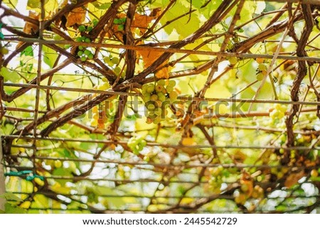 grape plant with trailing leaves Royalty-Free Stock Photo #2445542729