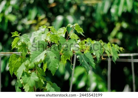 Green grapevine leaves that crawl Royalty-Free Stock Photo #2445543199