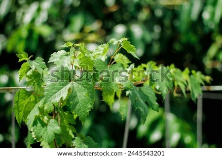 Green grapevine leaves that crawl Royalty-Free Stock Photo #2445543201