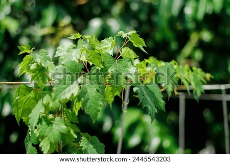 Green grapevine leaves that crawl Royalty-Free Stock Photo #2445543203
