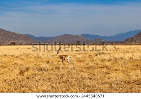 A lone Grants Gazelle is pictured in the golden colours of the african savanna in the bright afternoon evening sun at the Buffalo Springs Reserve in Samburu County, Kenya