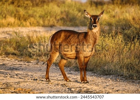 A young waterbuck is pictured in a golden twilight evening setting at the Buffalo Springs Reserve in Samburu County, Kenya