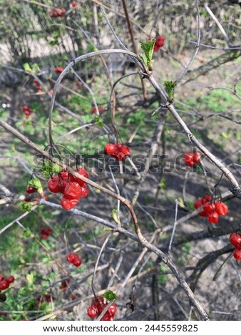Old viburnum berries hang on branches with young leaves. a combination of old and young