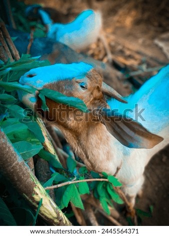 Goats are known for their penchant for grazing on grass, which is a natural part of their diet. Grazing helps goats maintain their health and provides them with essential nutrients. Royalty-Free Stock Photo #2445564371
