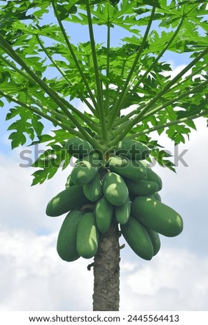 
Photo of a fertile papaya tree, this fruit is a source of fiber, antioxidants and vitamin C