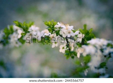 Fresh green scene of blooming branch of apple tree. Tiny white flower winding in boatanical garden at April. Adorable spring picture. Beauty of nature concept background.