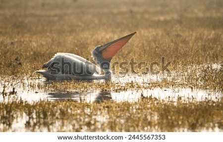 Pelicans are large water birds belonging to the family Pelecanidae. They are famous for their large throat pouches, which they use for catching prey. There are eight species of pelicans found worldwid Royalty-Free Stock Photo #2445567353