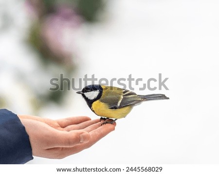 A tit sits on a man's hand and eats seeds. Taking care of birds in winter.