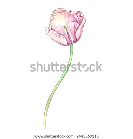 Watercolor tulips clip art. Romantic springtime