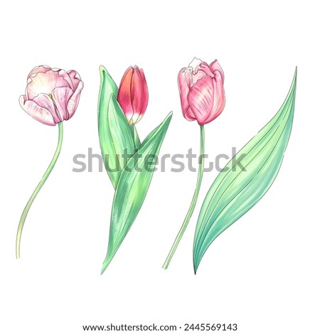 Watercolor tulips clip art. Romantic springtime flower.