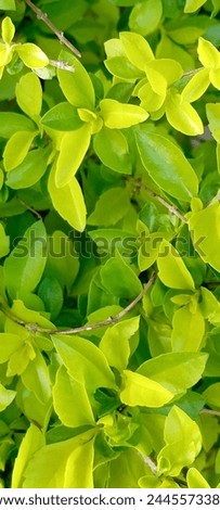leaf, in botany, any usually flattened green outgrowth from the stem of a vascular plant. As the primary sites of photosynthesis, leaves manufacture food for plants, which in turn ultimately nourish a