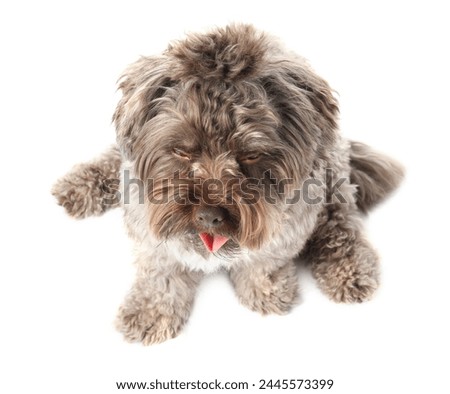 Cute Maltipoo dog on white background, above view. Lovely pet