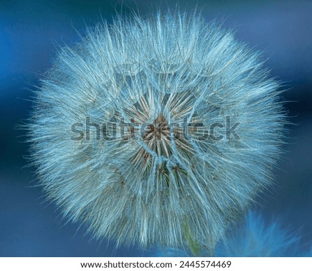 Dandelion Intact Seedhead Macro, Blue Grey 
Background, Serene, Detailed Beautiful Texture, Taraxacum officinale Royalty-Free Stock Photo #2445574469