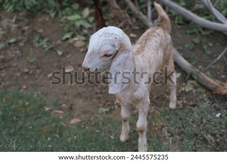 goat is a domestic animal.it is a very useful animal.this picture showing very  cute baby goat.