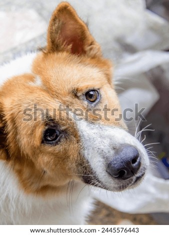 a photography of a dog with a sad look on his face.