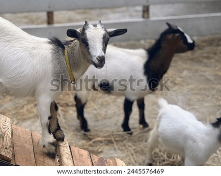 a photography of a goat standing on a wooden plank in a pen.