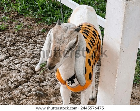 a photography of a goat wearing a tiger costume standing in dirt.