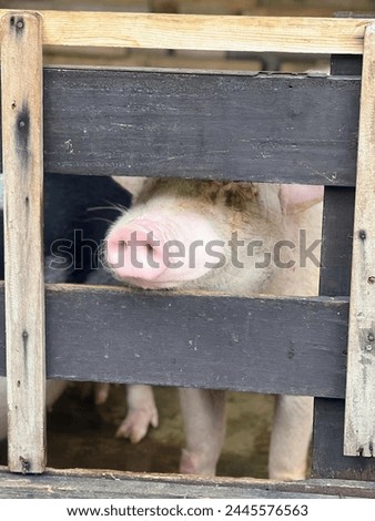 a photography of a pig sticking its head out of a wooden fence.