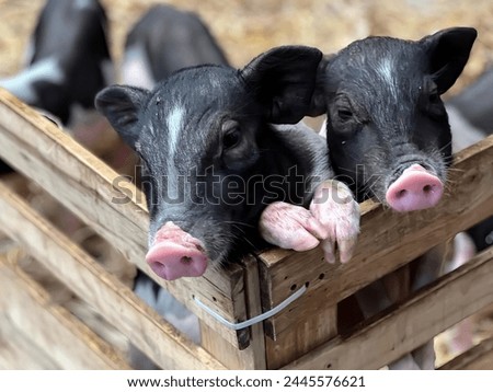 a photography of two pigs in a wooden crate with their heads sticking out.